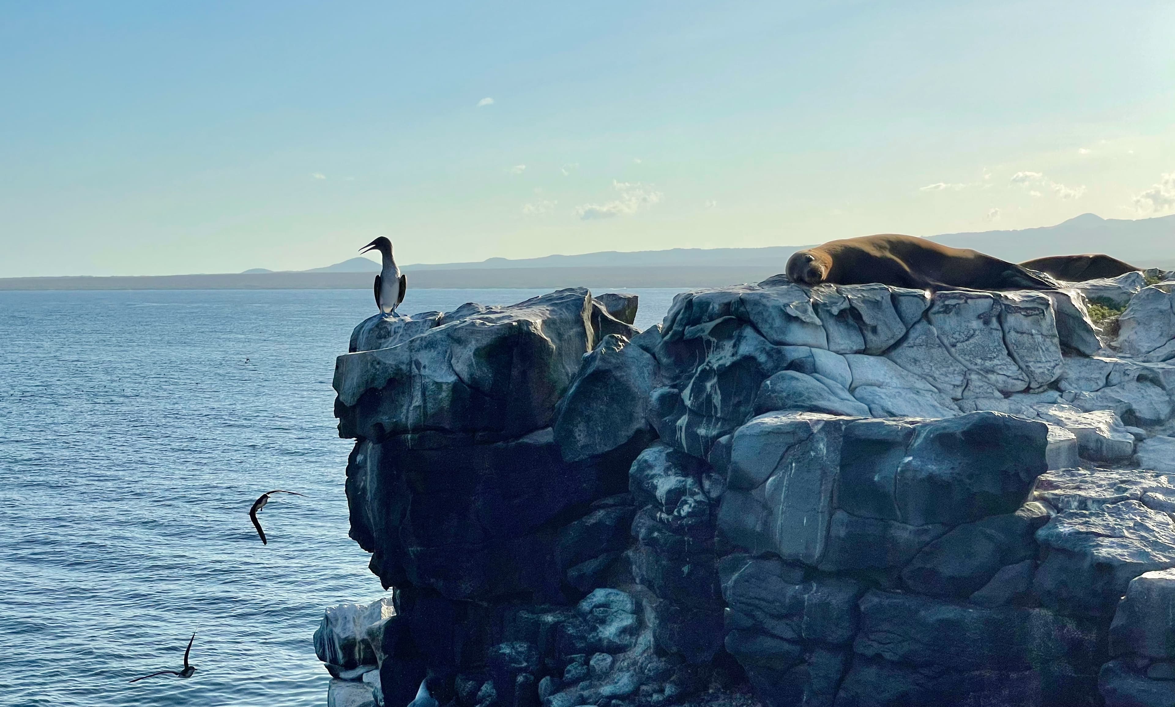 galapagos cliff