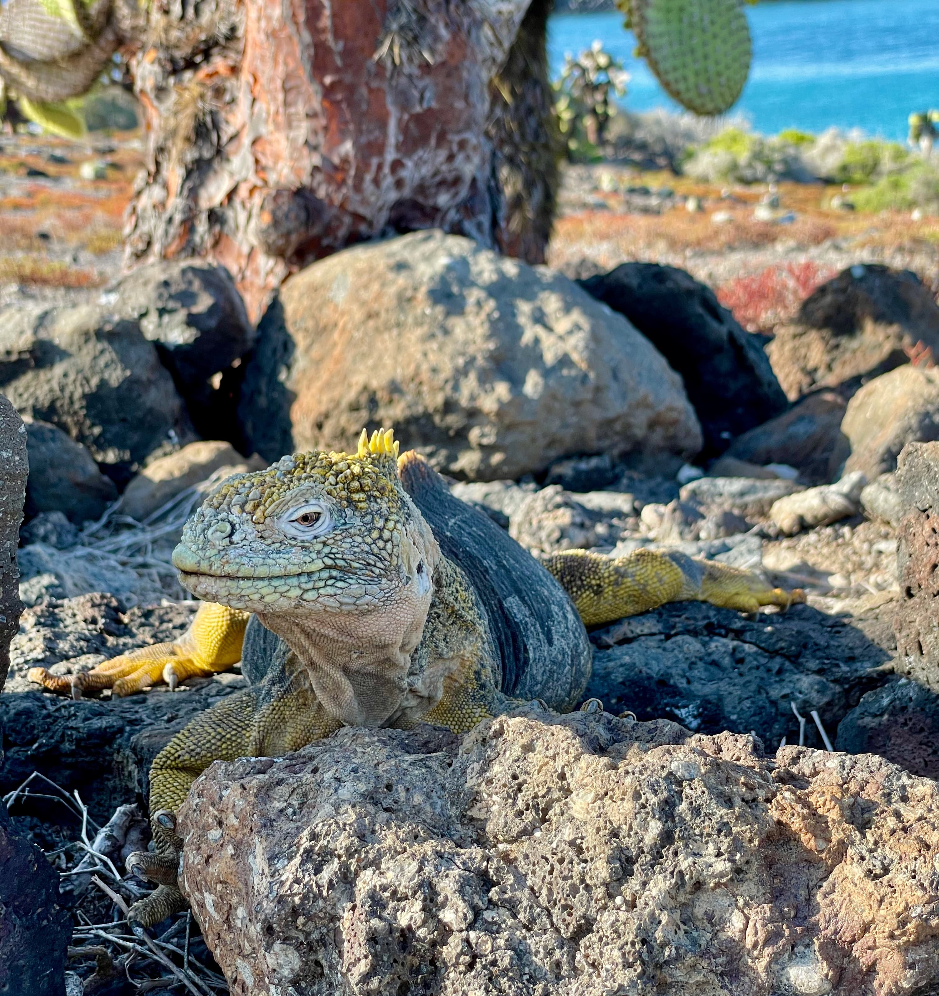 iguana