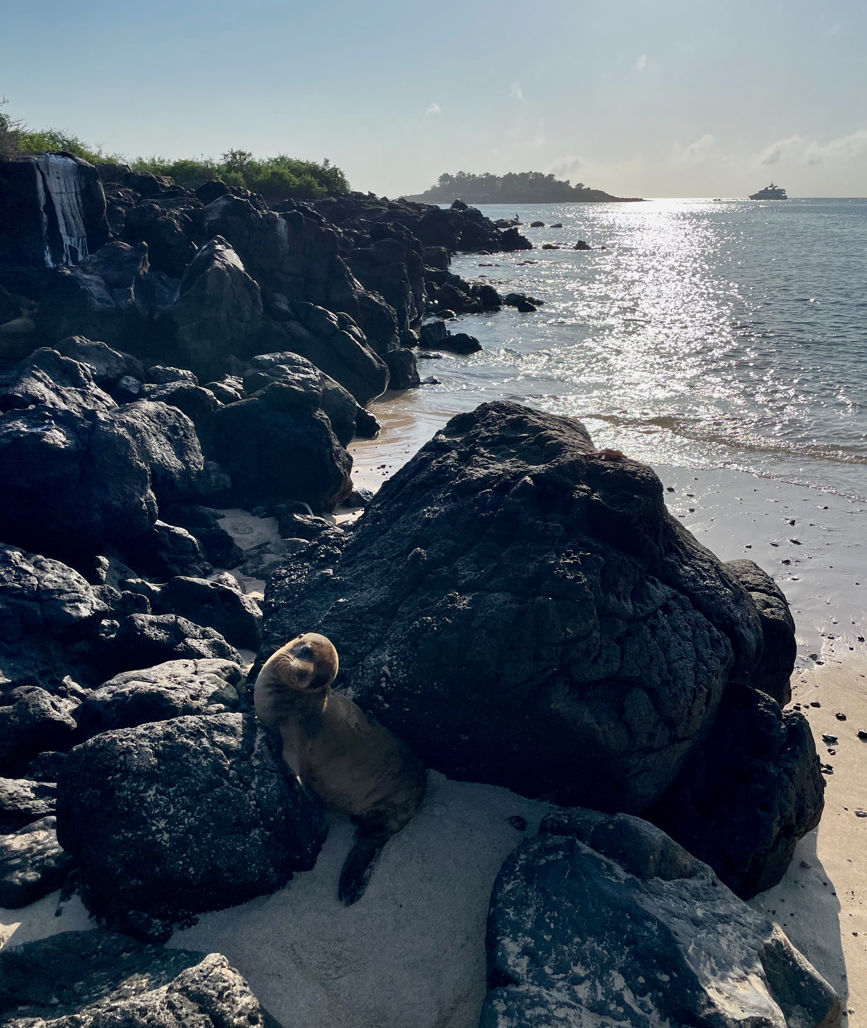 baby sea lion