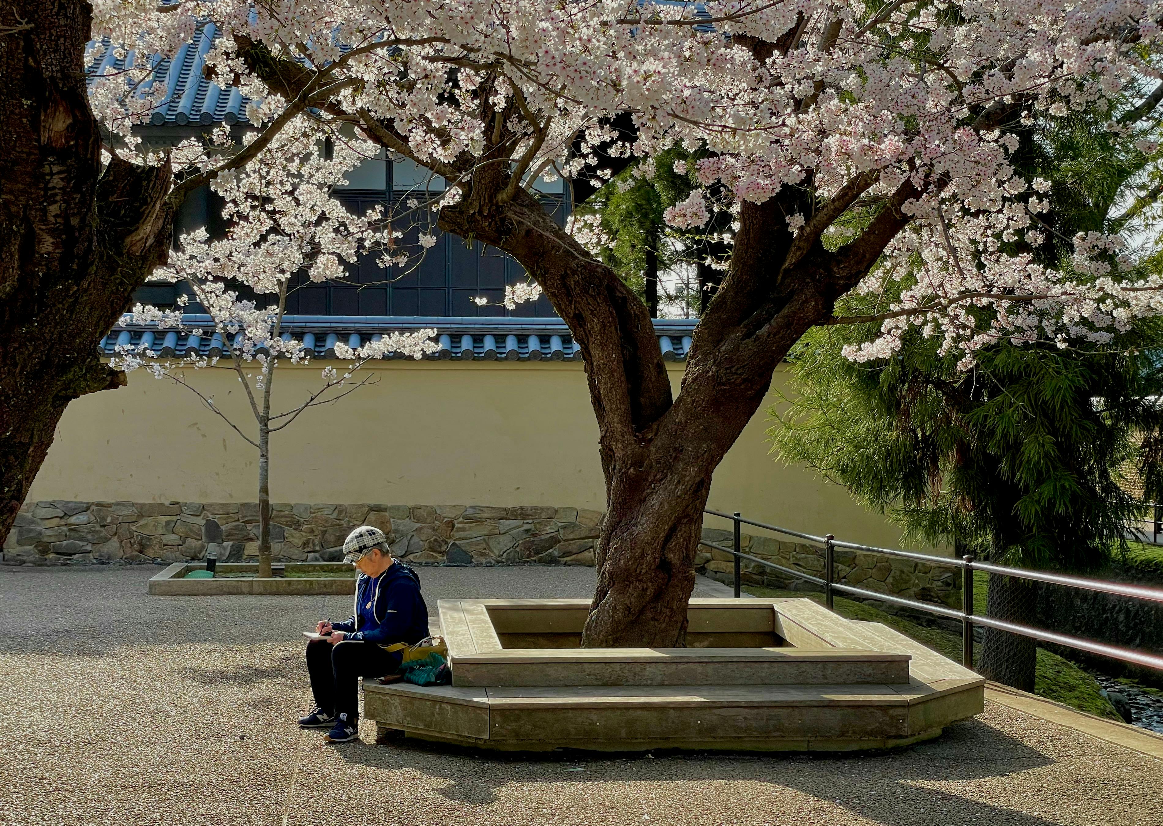 man sitting under sakura