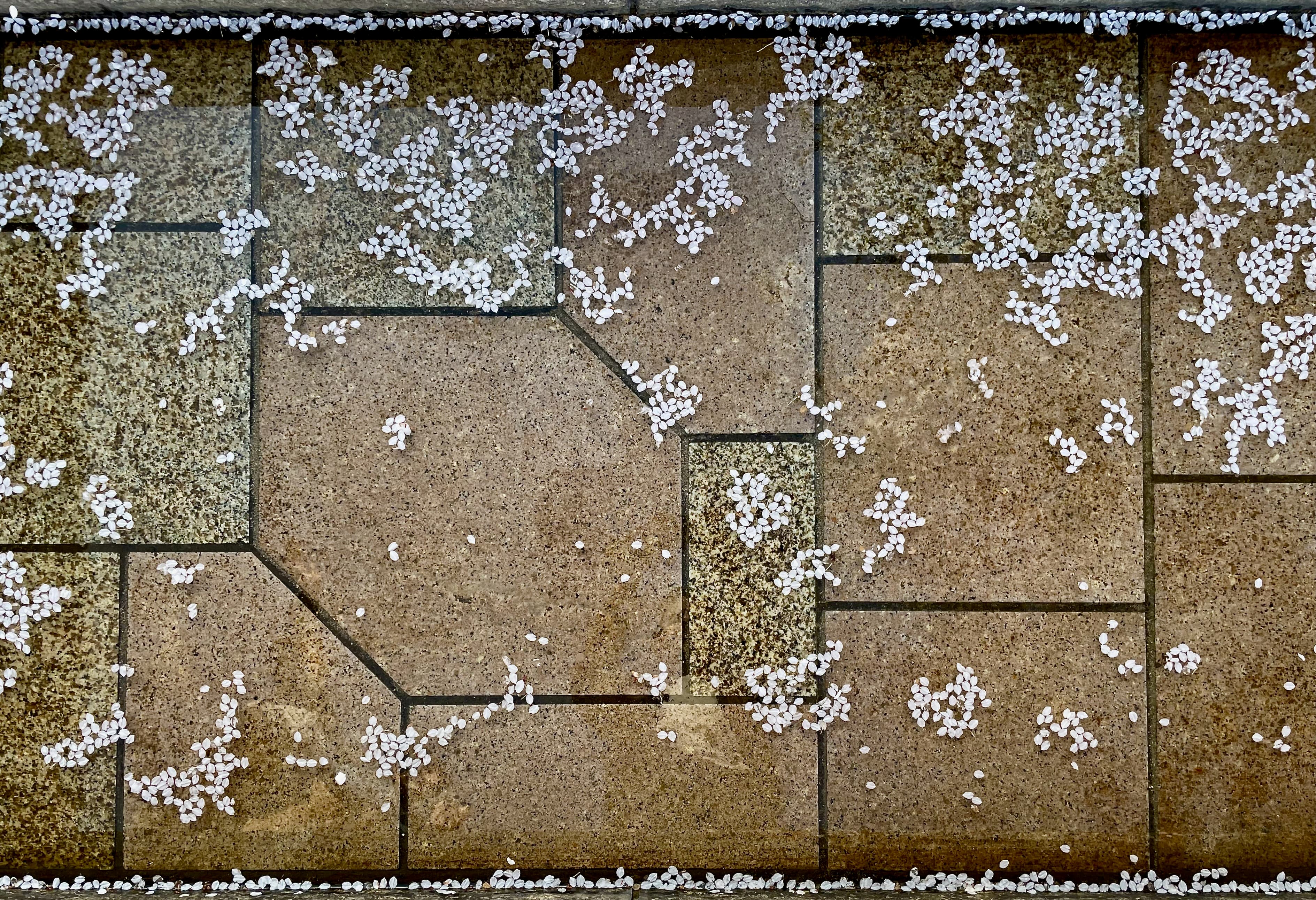 sakura petals in water